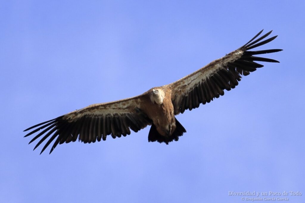 buitre leonado volando